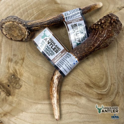 91-004 Magashegyi szarvasagancs EXTRA LARGE– 221-270g